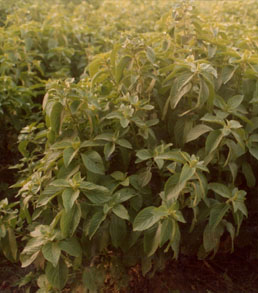 Mentha Production