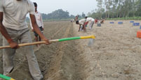 Potato Plants in the field