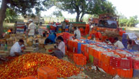 Nursery of Tomato on Ram Sharan's Farm