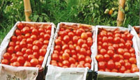 Nursery of Tomato on Ram Sharan's Farm