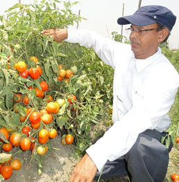 Tomato Production