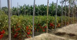 Tomato Production