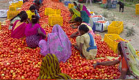 Tomato Field Supervision by 